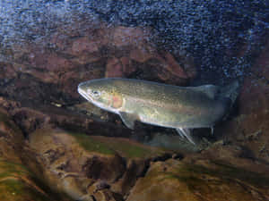 Steelhead Trout Underwater Wallpaper