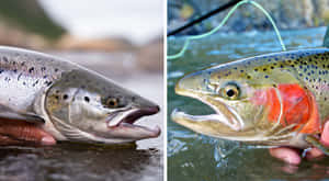 Steelhead Trout Up Close Wallpaper