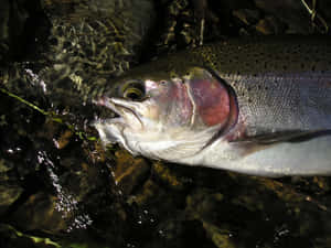 Steelhead Troutin Stream Wallpaper