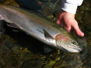 Steelhead Troutin Stream Wallpaper