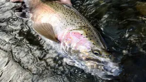 Steelhead Troutin Water Wallpaper