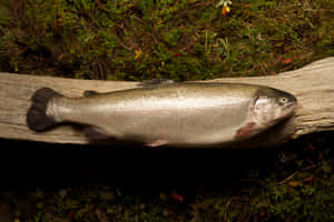 Steelhead Trouton Log Wallpaper