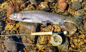 Steelhead Troutwith Fly Fishing Rod Wallpaper