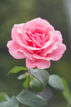 Stem Of Blooming Light Pink Rose Wallpaper