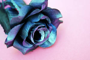 Stem Of Blue Rose Wallpaper