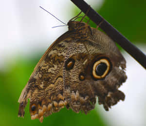 Step Inside The Amazing Butterfly Zoo Wallpaper