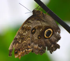 Step Inside The Amazing Butterfly Zoo Wallpaper