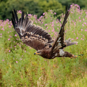 Steppe Eagle Hunting Wallpaper