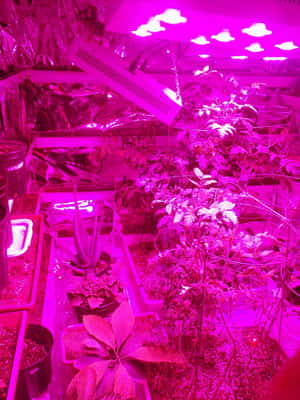 Stick It To The Haters With A Little Help From Pink Wallpaper