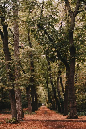 Still Tree Phone Wallpaper