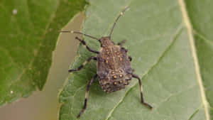 Stink_ Bug_ Nymph_on_ Leaf.jpg Wallpaper