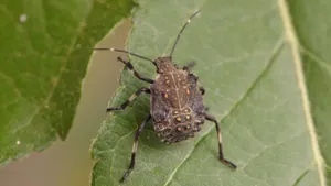 Stink_ Bug_ Nymph_on_ Leaf.jpg Wallpaper
