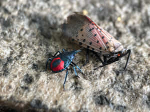 Stink Bug Nymphand Adult.jpg Wallpaper