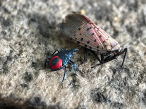 Stink Bug Nymphand Adult.jpg Wallpaper