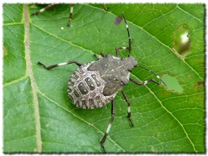 Stink Bug Nymphon Leaf Wallpaper