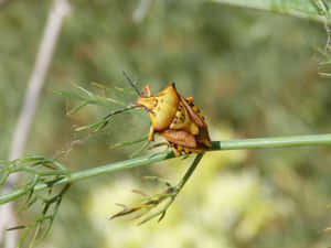 Stink Bug Nymphon Plant Stem Wallpaper