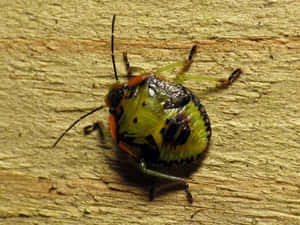Stink Bug Nymphon Wooden Surface Wallpaper
