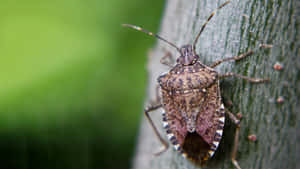 Stink_ Bug_on_ Plant_ Stem.jpg Wallpaper