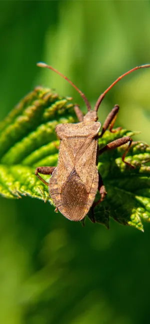 Stink Bugon Green Leaf Wallpaper