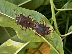 Stink_ Bugs_ On_ Leaf.jpg Wallpaper