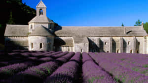 Stone Abbey On A Lavender Field Wallpaper