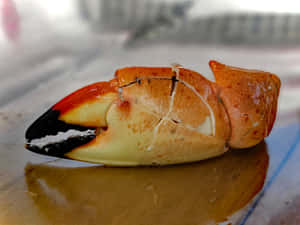 Stone Crab Claw Closeup Wallpaper