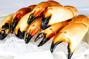 Stone Crab Clawson Ice Wallpaper