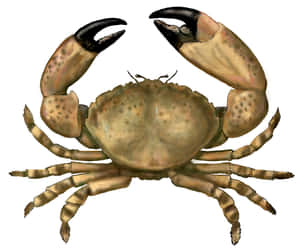 Stone Crab Illustration Wallpaper