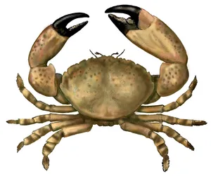 Stone Crab Illustration Wallpaper