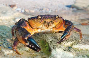 Stone Crab On Rocky Shore.jpg Wallpaper