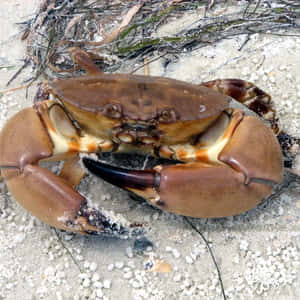 Stone Crab On Sand Wallpaper