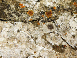 Stone Texture Wallpaper