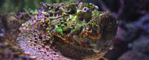 Stonefish Lying In A Coral Reef Wallpaper