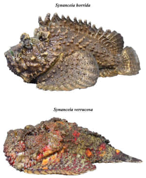 Stonefish_ Species_ Comparison Wallpaper