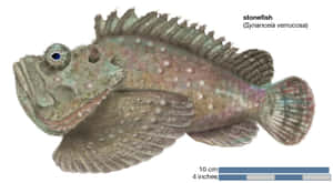 Stonefish Synanceia Verrucosa Illustration Wallpaper