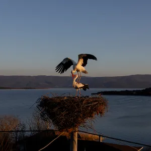 Storks_ Nesting_ At_ Dusk Wallpaper