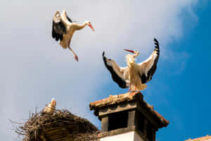 Storks_on_ Rooftop_ Nesting_and_ Flying Wallpaper