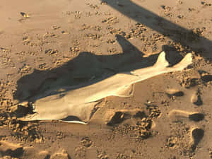 Stranded Sawfishon Sand Wallpaper