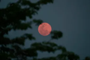 Strawberry Moon Through Trees2019 Wallpaper
