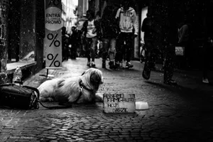Street Dog On A Local Walkway Wallpaper