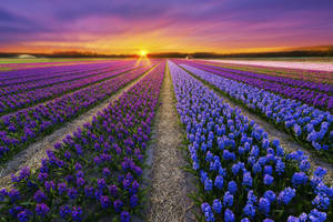 Stretching Hyacinth Flower Field Wallpaper