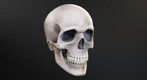 Striking 3d Skull Art Wallpaper Wallpaper