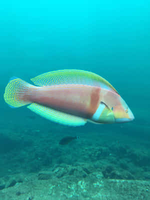 Striking, Colorful Wrasse In Its Natural Habitat Wallpaper