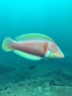 Striking, Colorful Wrasse In Its Natural Habitat Wallpaper