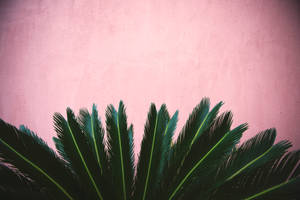 Striking Plant Leaves Against A Kawaii Pink Wall Wallpaper