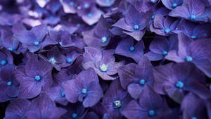 Striking Purple Hydrangea Flower Close Up Wallpaper