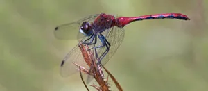 Striking Red Dragonfly On A Green Leaf Wallpaper