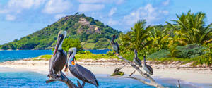 Striking Shot Of A Pelican In Flight, Grenada, North America Wallpaper