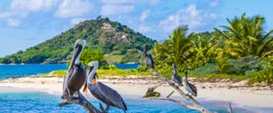 Striking Shot Of A Pelican In Flight, Grenada, North America Wallpaper