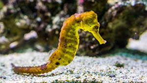 Striking Yellow Seahorse In Detail Wallpaper